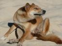 Dingo