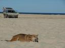 dingo