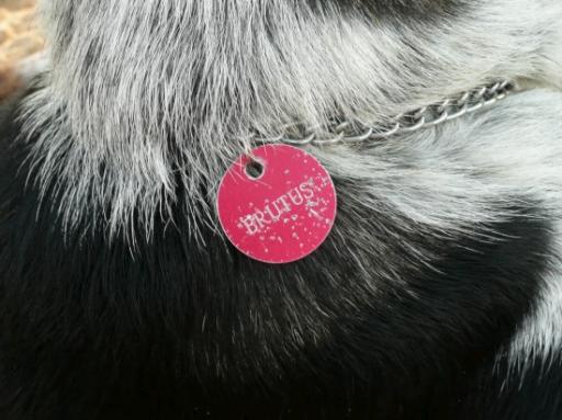 Brutus