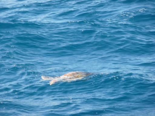 schildpad