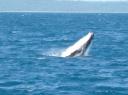 een kalf! (baby walvis)