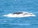 hervey bay