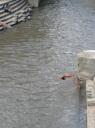 zwemmen in de rivier waar lijken verbrand worden!