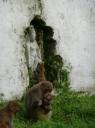 aapjes