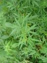 En overal Marihuana