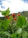 Annapurna Circuit