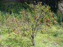 appels stelen oooooh!