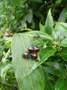vreemde insecten hier