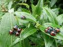vreemde insecten hier