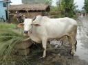 Chitwan