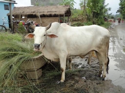 Chitwan