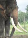 Chitwan