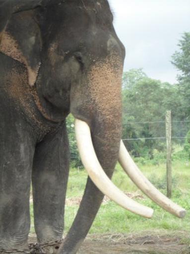 Chitwan