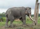Chitwan