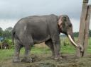 Chitwan