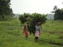 Chitwan