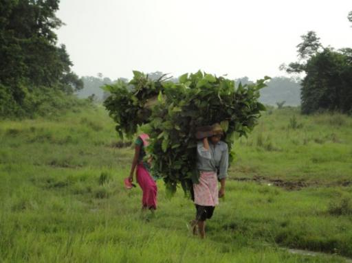 Chitwan