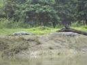 Chitwan