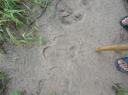 Chitwan, neushoorn afdruk