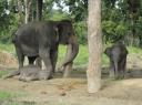 Chitwan