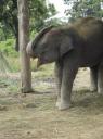 Chitwan