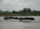 Chitwan