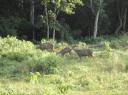 Chitwan