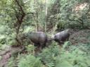 Chitwan