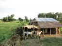 Chitwan