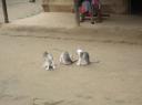 Chitwan