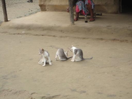 Chitwan