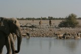 Etosha