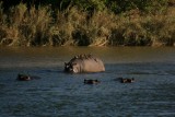 Hippo