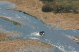 Olifant in Okavangadelta