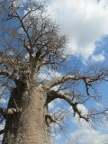 Baobab boom