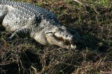 Krokodil in Chobe