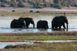 Olifanten die de Chobe oversteken