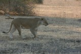 Leeuwin in Chobe