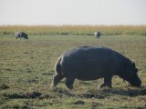 Hippos in Chobe