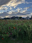 IMG_2272