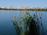 Central Park