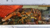 KRAB
