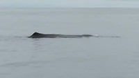 Sperm Whale