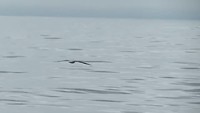 Albatros