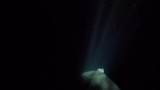 Eagle ray