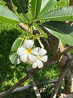 Mooie bloemen in de tuin