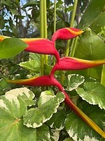 In de tuin