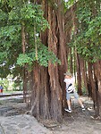 Ficus lianen