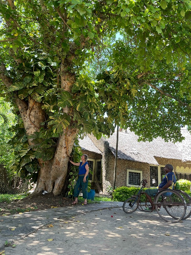 Een mangotree