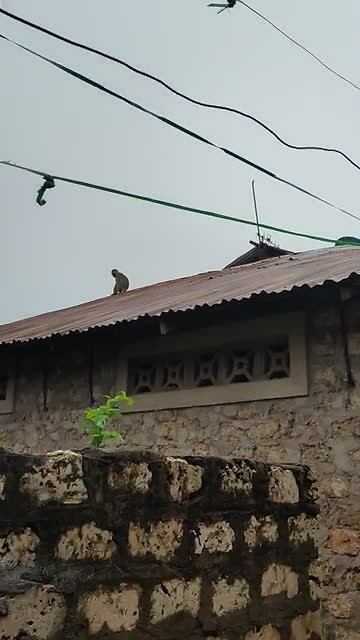 Monkey monkey 2